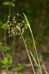 Hairy woodrush